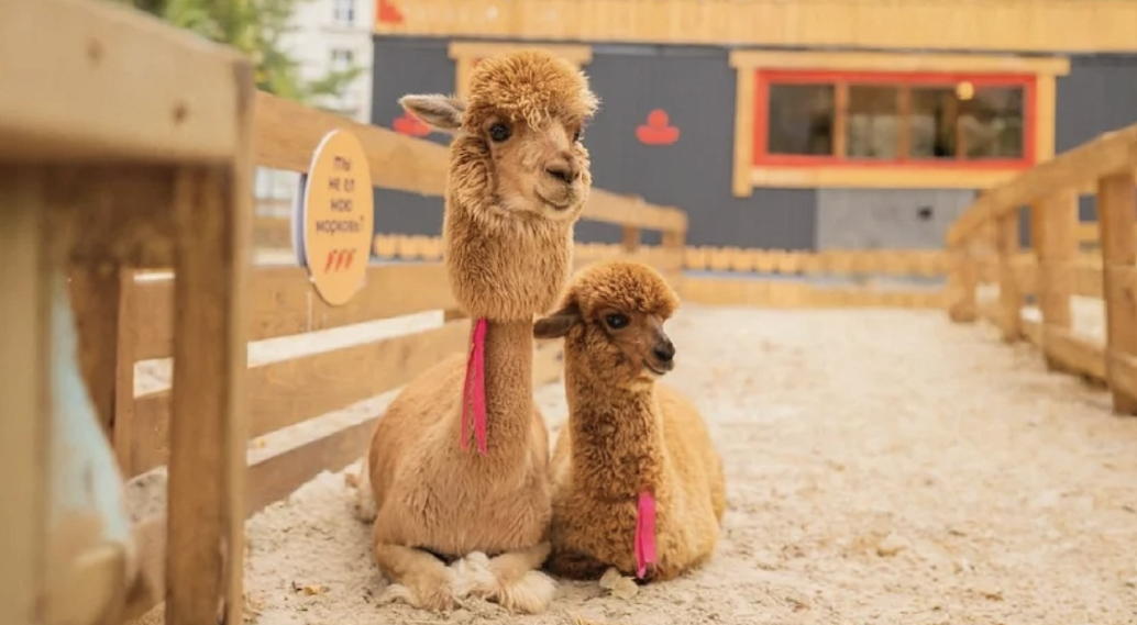  Парк альпак «Пача Мама»